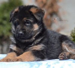 Well Trained German Shepherd Puppies Available