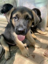 Puppies in need of new home