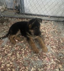 AKC registrado puppy
