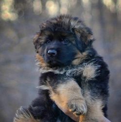 A German shepherd puppy