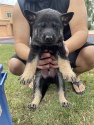 Pure bred gsd puppies