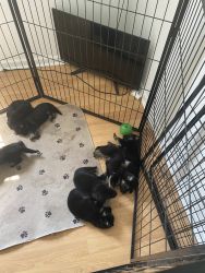 AKC registers German Shepard puppies