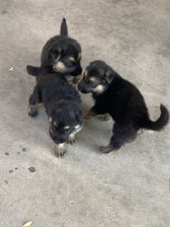 Selling baby puppies