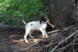 German Shorthaired Pointer Puppy for Sale