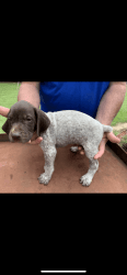 GSP - German short haired pointers