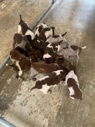 Beautiful German Shorthaired Pointer Puppies