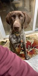 Two year old German shorthair pointer