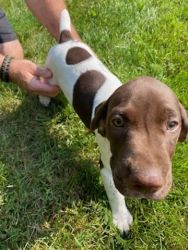 3 GSP pups available
