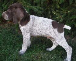 affectionate German Shorthaired Pointer Puppies