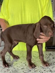 GSP puppies for sale