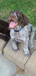 German Shorthaired Wirehaired mixed Pointer Pups Depew NY