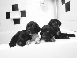 Showdog Quality & Working Breed German Shorthaired Pointer Pups