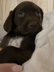 Beautiful GSP liver puppies