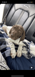 12 week old male German shorthaired pointer