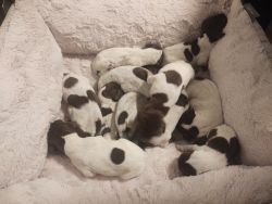 German shorthaired pointer puppies for sale