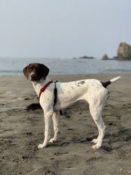 Two 9 month old German Shorthaired Pointers