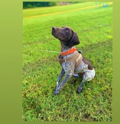 AKC GSP For Sale