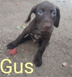 10 wks old (Male) German Shorthaired Pointer puppies