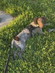German Shorthaired pup