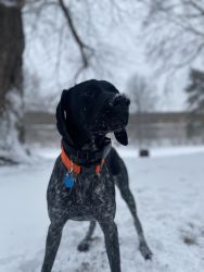 7 month old German shorthaired pointer