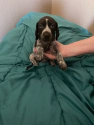 German Shorthaired pointers FOR SALE