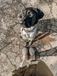 11 month old German Shorthaired Pointer Male