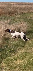 Rehoming 3 year old GSP Bird Dog