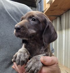 German Shorthaired Pointer pup