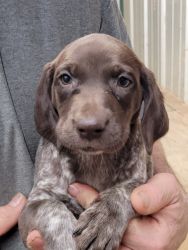 Liver roan female gsp puppy (Patches)