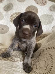 German shorthaired pointers puppies for sale