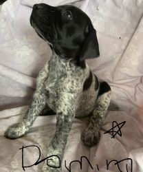 AKC German Shorthaired Puppies