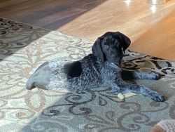 AKC registered German Shorthaired Pointer puppies