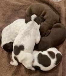 Akc registered German short-haired pointer pups
