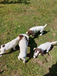 Beautiful German Short-haired pointer puppies