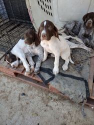 Puppies for sale ready to go