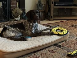 Handsome GSP purebred 9 mo old male
