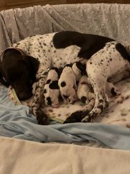 German shorthair pointer- Ready to go to their forever home July 5th