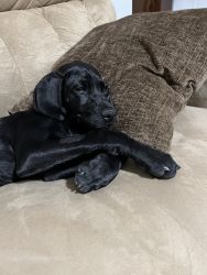 Look to rehome a GSP
