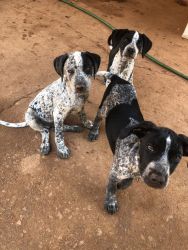 10 week old German Short Haired Pointer puppies