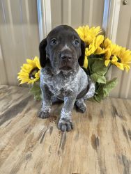 GSP pups for sale- Born 04/28/22