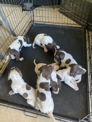 6 week old Gsp puppies for sale