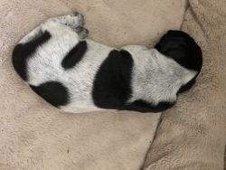 8 German Short Haired puppies for sale