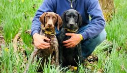 2 German shorthaired pointers