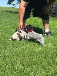 AKC German Shorthaired Puppies