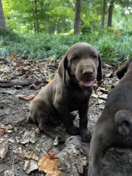 German Shorthaired Pointer Chocolate Lab mix