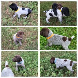 AKC GERMAN SHORTHAIRED POINTERS