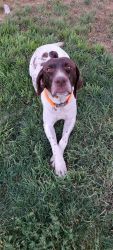 AKC German Shorthaired Pointers are looking for a forever home
