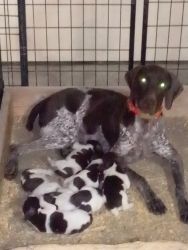 AKC Registered German Shorthaired Pointer puppies
