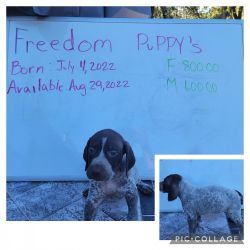 Freedom Puppies