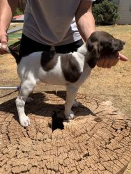4 gsp for sale 1 male and 3 females